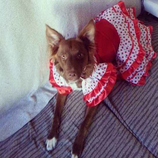 Nuestras mascotas!! - 1