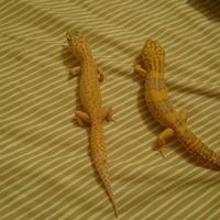 Nuestras mascotas!! - 2