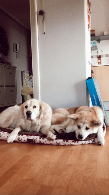 ¿Cuántos peluditos habrá en vuestra boda? 🐶 3