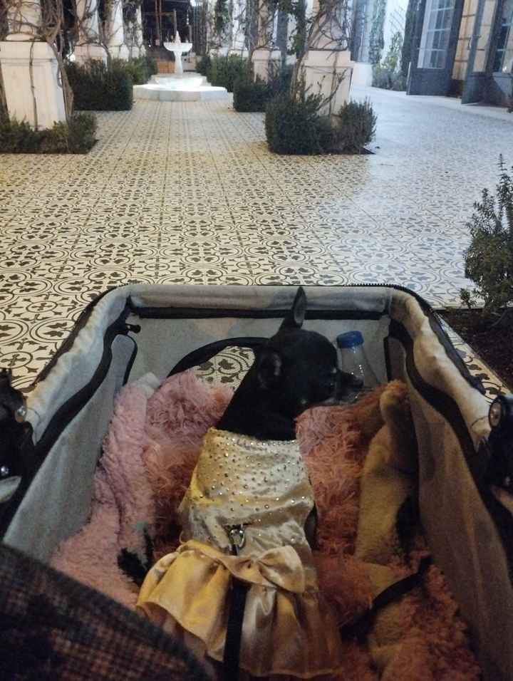 Mascotas en la boda: ¿A favor o en contra? - 1