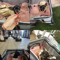 Perridama de honor - 1