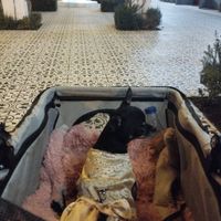 Mascotas en la boda: ¿A favor o en contra? - 1