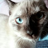 Iria