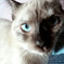 Iria