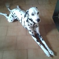 Nuestras mascotas!! - 1