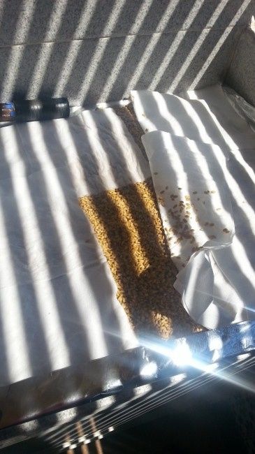 Teñir arroz. ayuda - 2