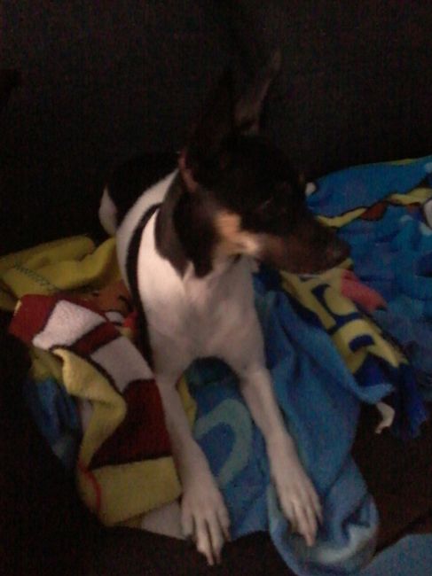 Nuestras mascotas!! - 2