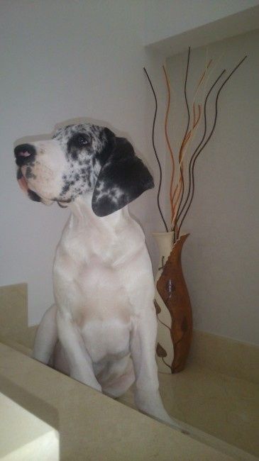 Nuestras mascotas!! - 2