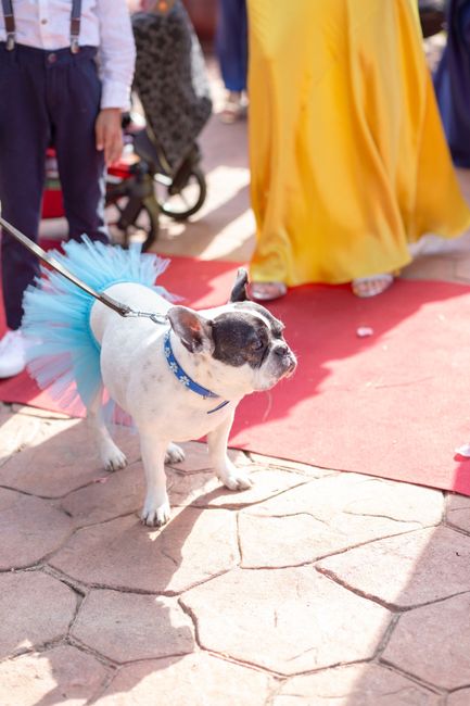 Mascotas en la boda,  error o acierto? - 1