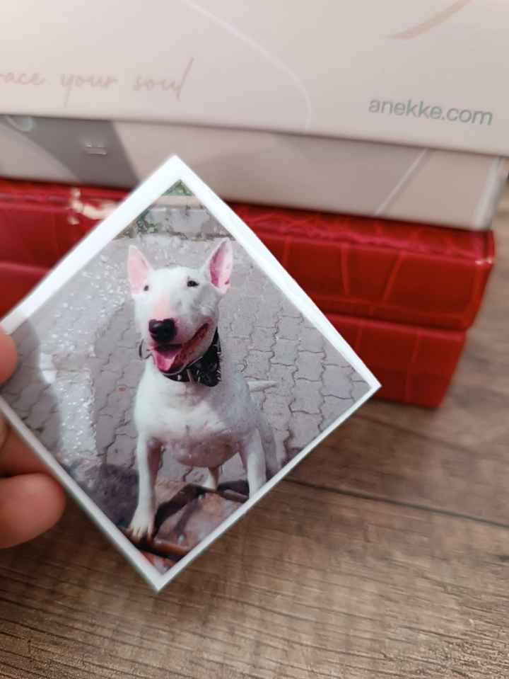 ¿Cómo hacer que nuestro perro esté presente de alguna manera? - 1