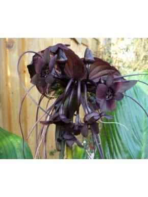 Tacca