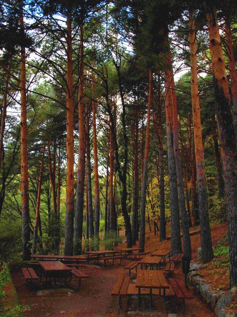 Bosque - comedor al aire libre El Colladito