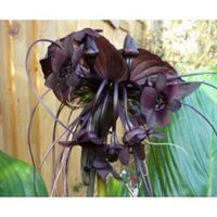 Tacca