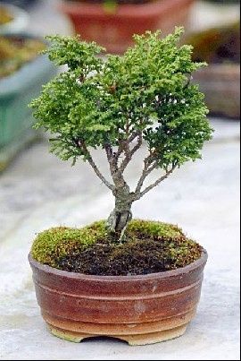 bonsai