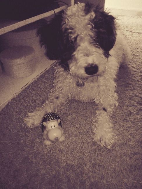 Ideas para nuestros peludos !!! - 1