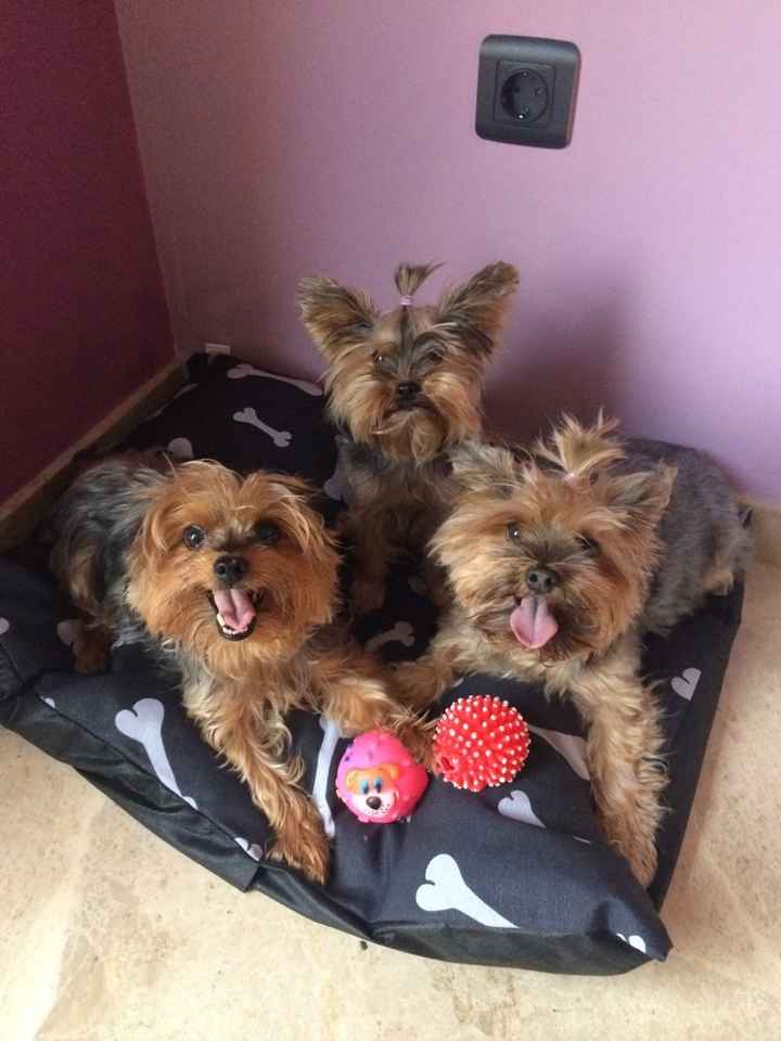 Nuestras mascotas!! - 1