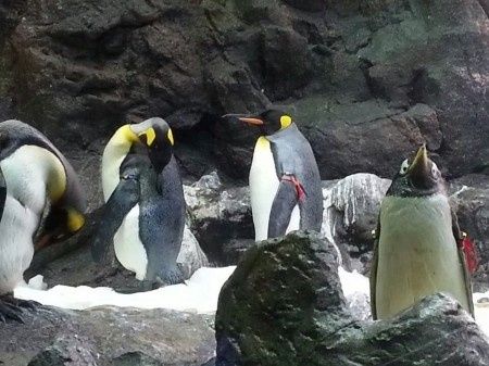 mis pinguinos:)