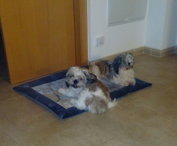 Viajes con mascotas - 1