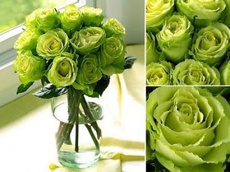 Rosas verdes