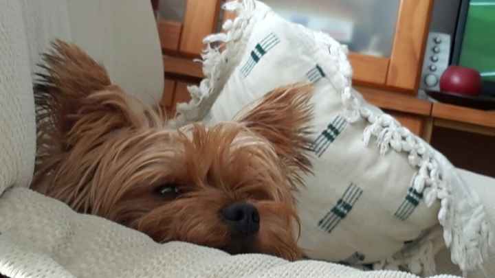 Como se adaptaron vuestras parejas a vuestras mascotas? - 2