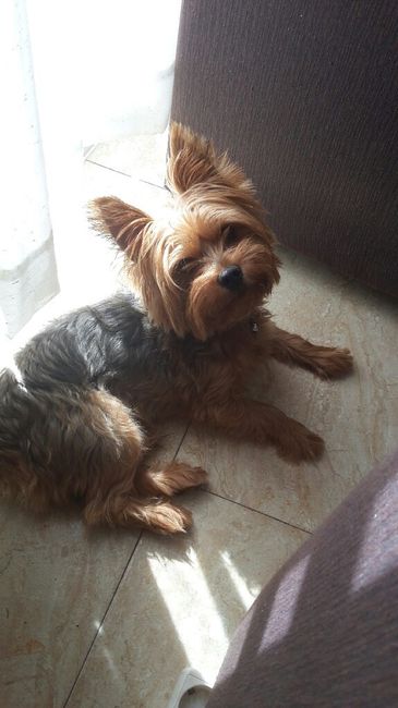 Como se adaptaron vuestras parejas a vuestras mascotas? - 1