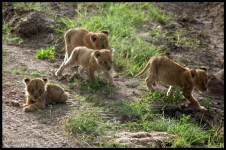 Safari... 