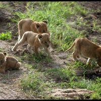 Safari... 