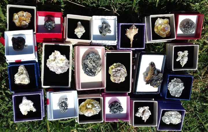 Anillos de conchas de Mar para las invitadas.