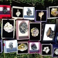 Anillos de conchas de Mar para las invitadas.