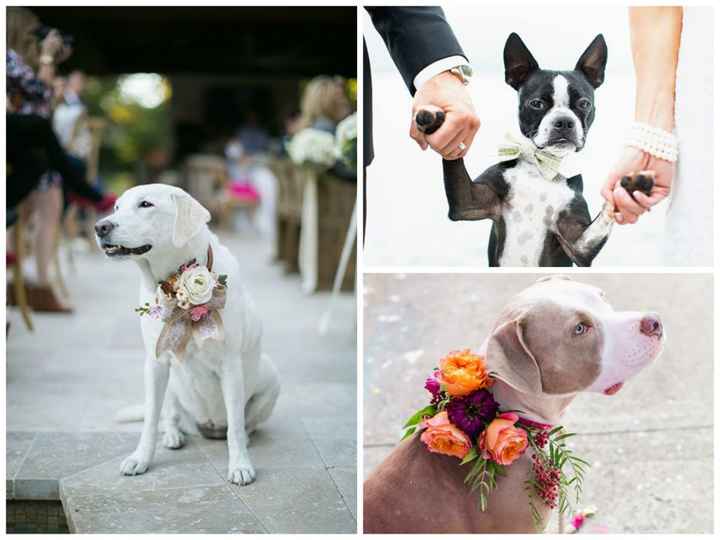 Perros para bodas
