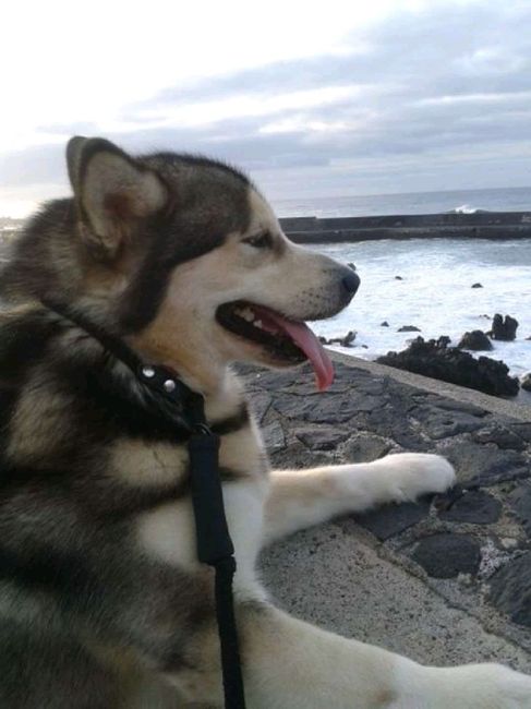 Mi mascota se llama _______ - 1