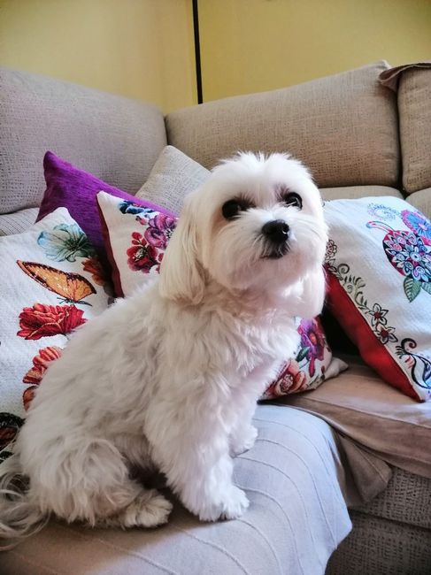 Mi pajecita especial - 1