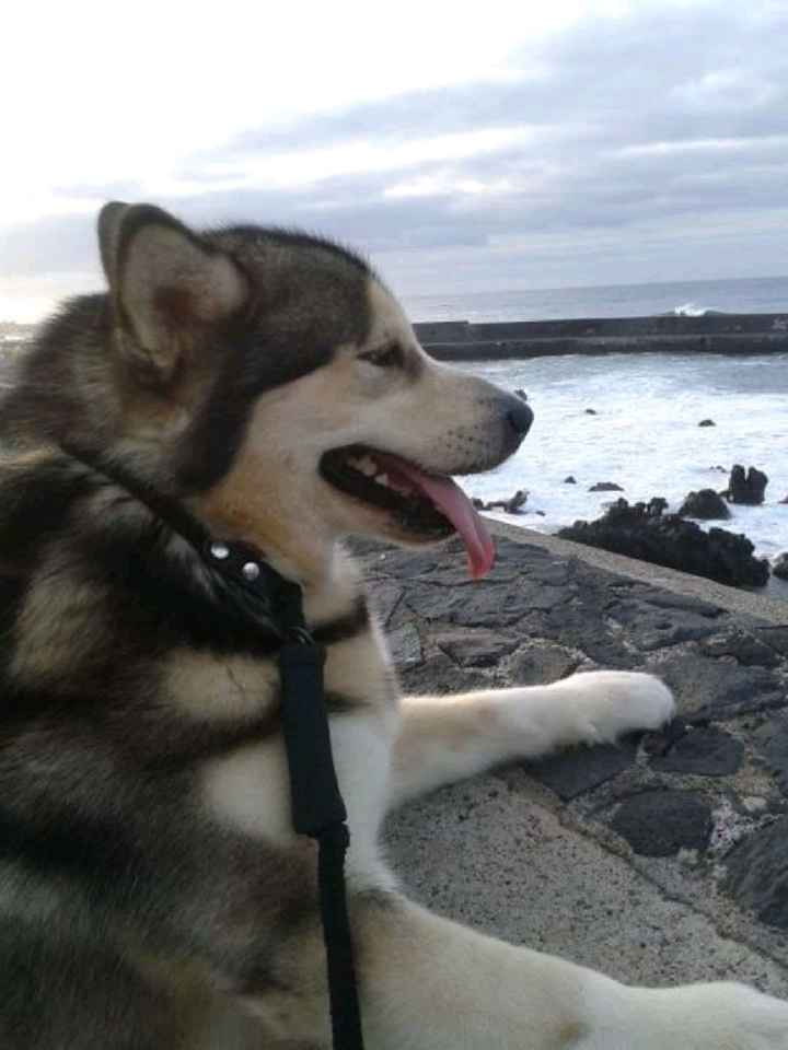 Mi mascota se llama _______ - 1
