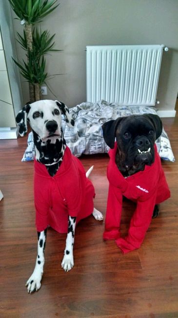 Nuestras mascotas!! - 1