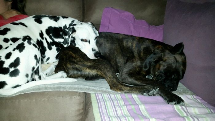 Nuestras mascotas!! - 2