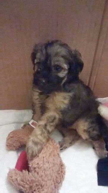 Hemos adoptado un perrito!!! - 1