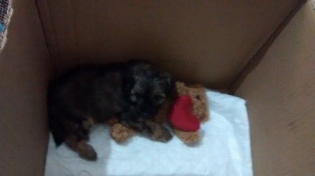 Hemos adoptado un perrito!!! - 2