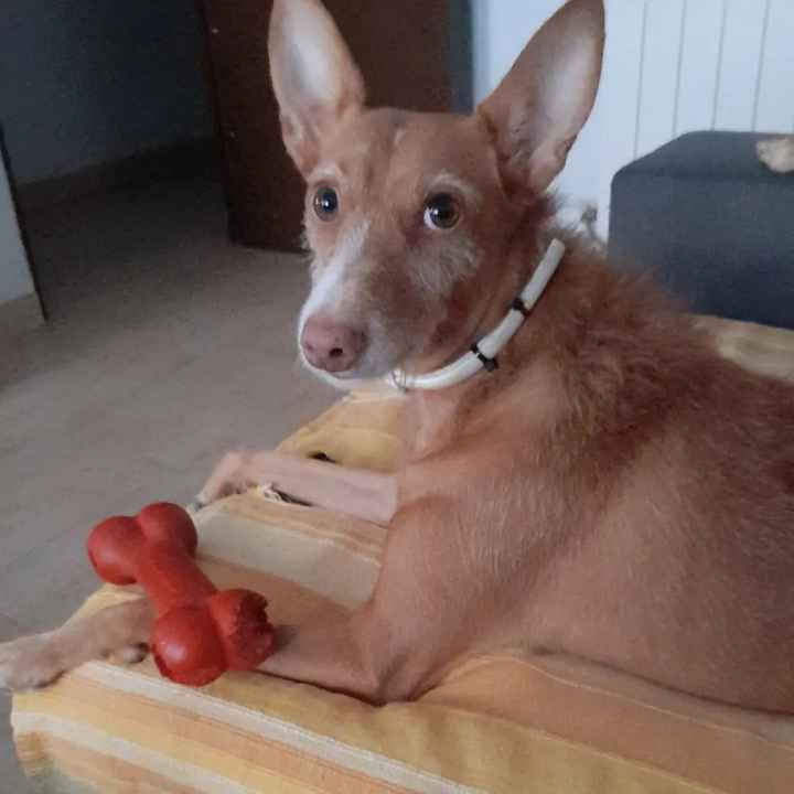 ¿Tenéis peluditos en casa? - 2