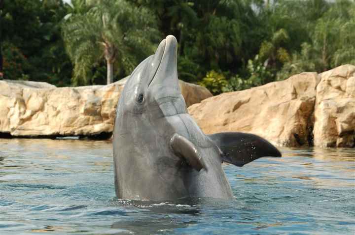 Discovery cove