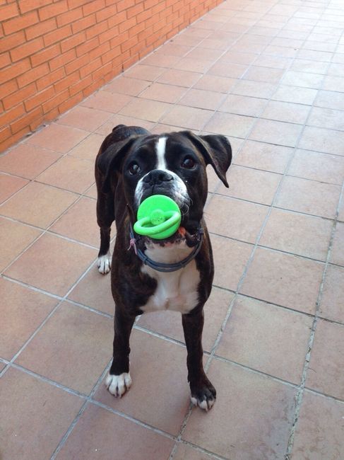 Nuestras mascotas!! - 1