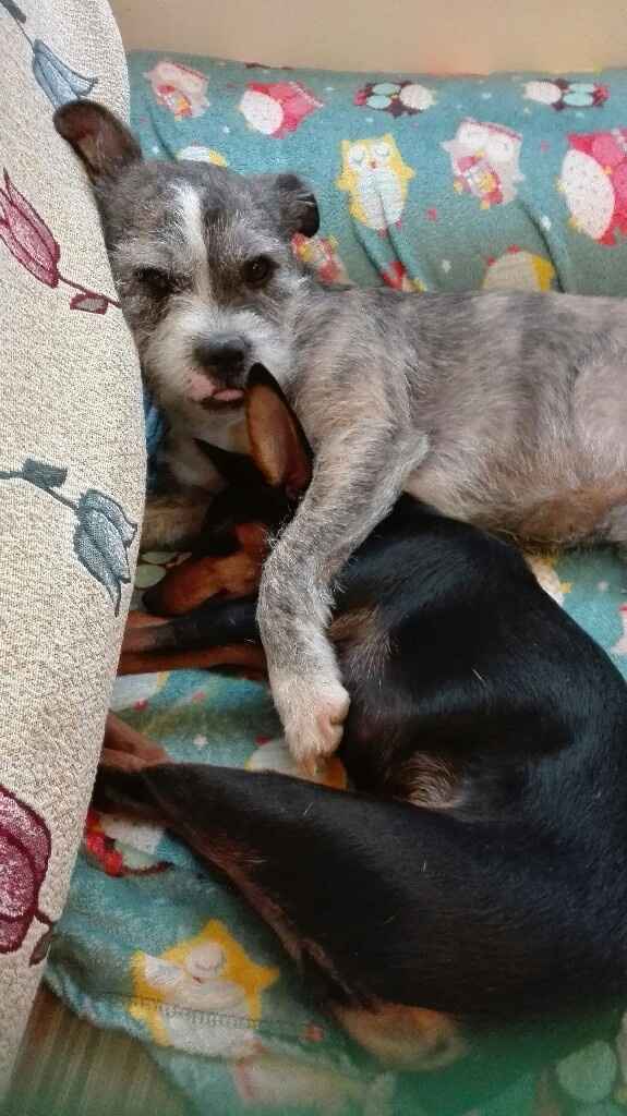No sin mis perros!! - 1