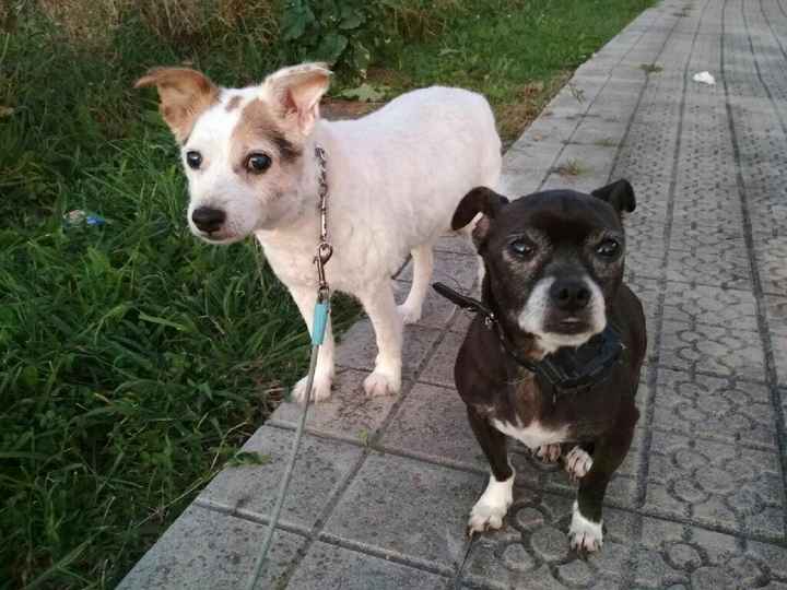 ¿Cómo se llama vuestra mascota? - 1