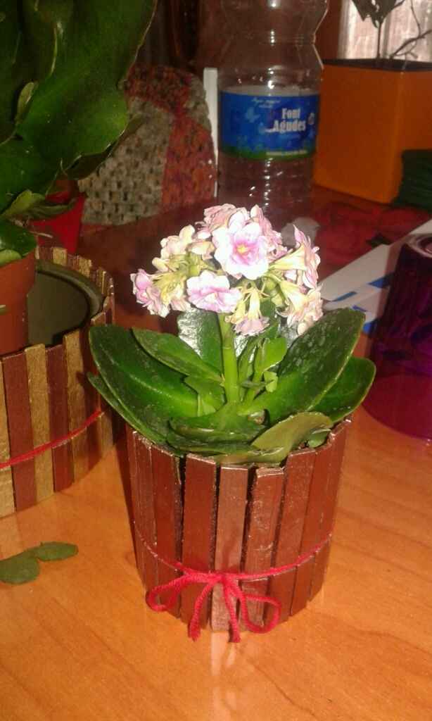 Hemos encontrado las flores!! - 2