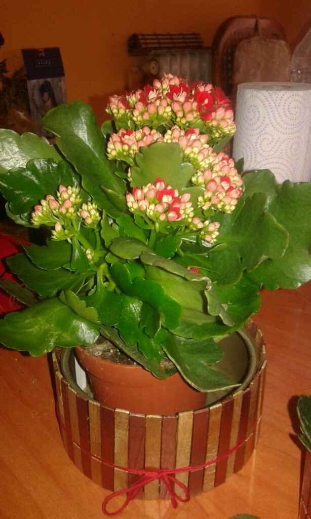Hemos encontrado las flores!! - 3