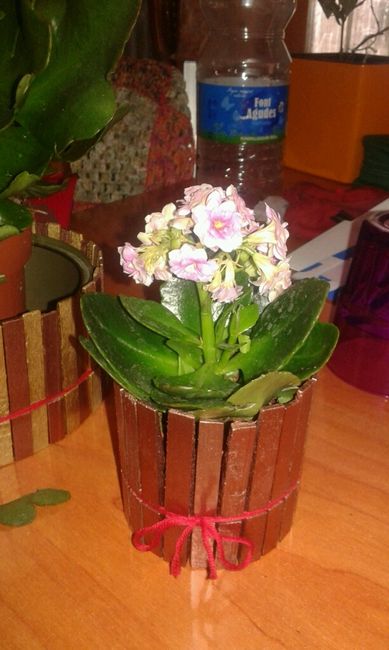 Hemos encontrado las flores!! - 2