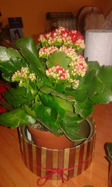 Hemos encontrado las flores!! - 3