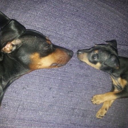 Nuestras mascotas!! - 2