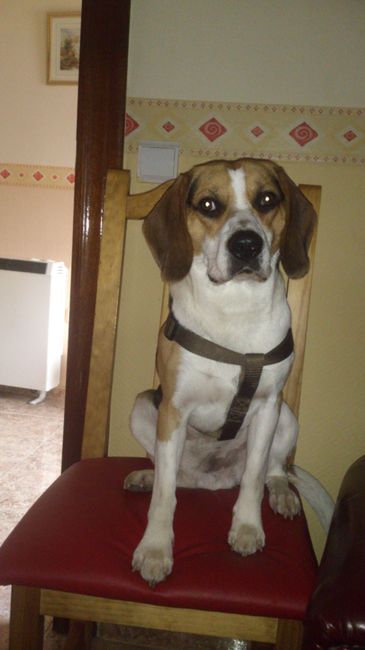 Nuestras mascotas!! - 1