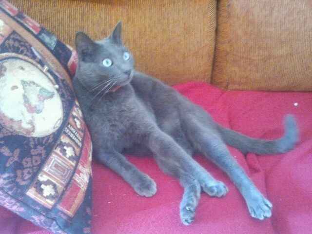 Mi gatito