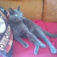 Mi gatito